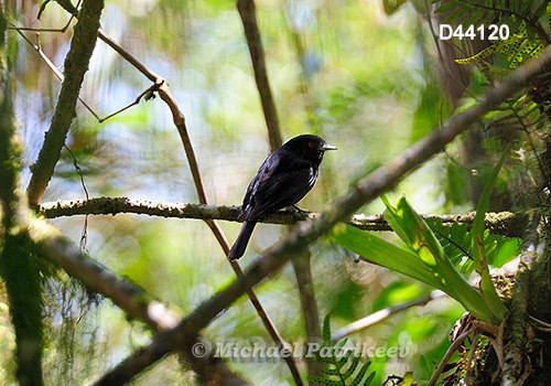 Blue-billed Black Tyrant (Knipolegus cyanirostris)